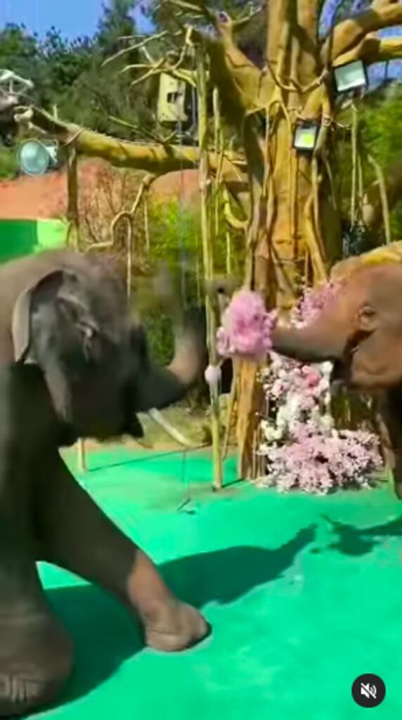 Elefante le regala ramo de rosas a su pareja como si le pidiera matrimonio