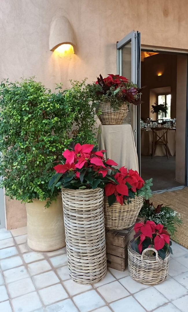 Plantas y flores para decorar tu casa en Navidad